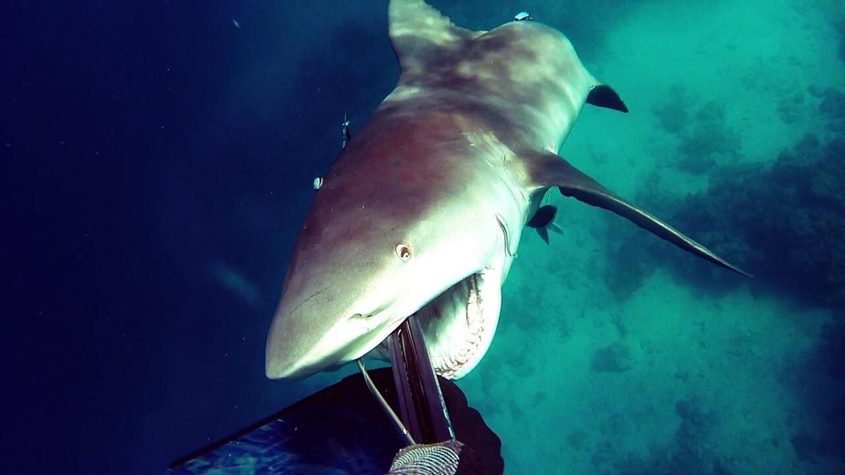 Shark attack off Tobago beach, bather critically injured | News Extra