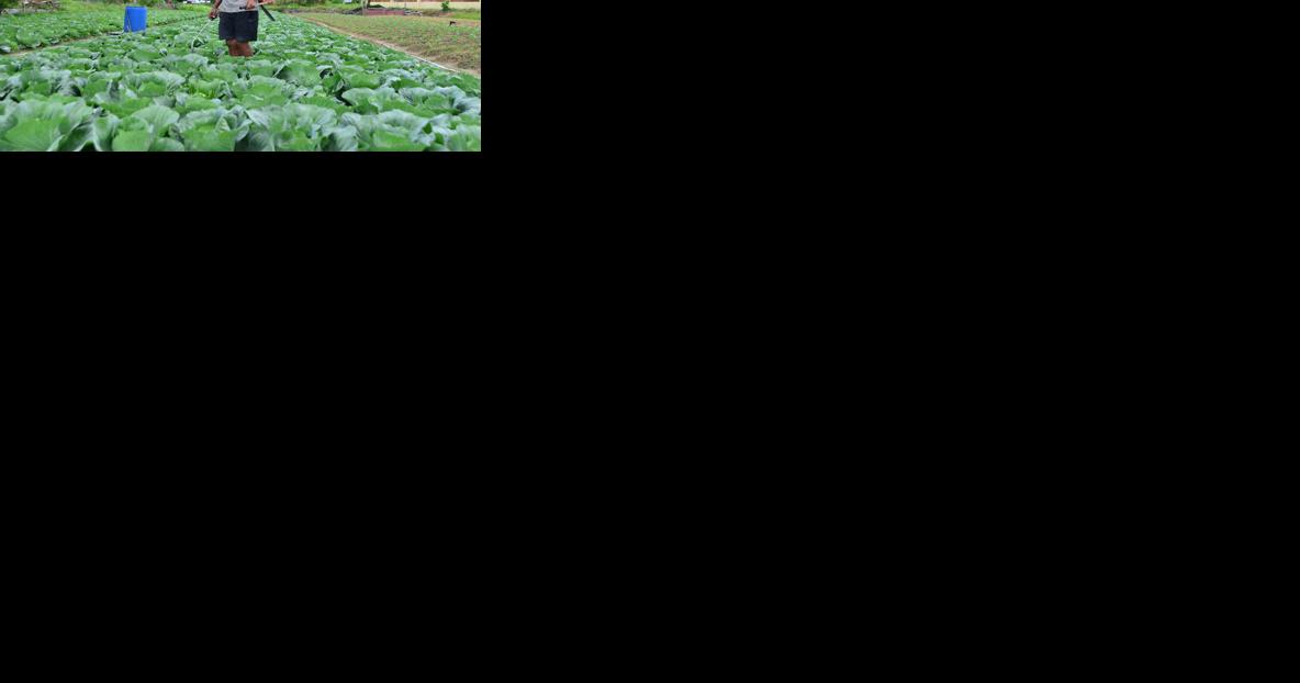 Agriculture the path to achieving health and well-being - Vimarsana News