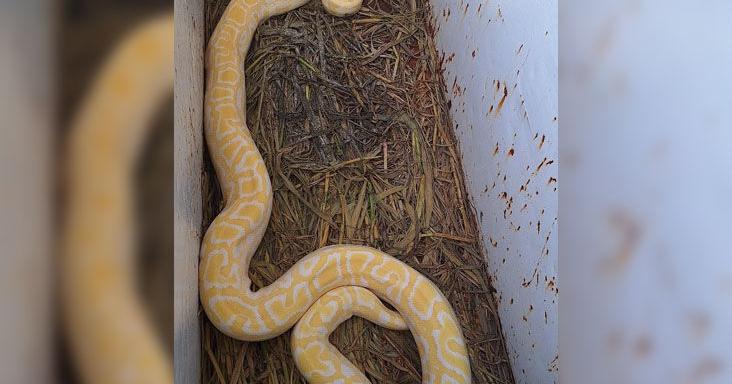 Beware The Python Game wardens seize python kept in freezer: homeowner in custody | Local ...