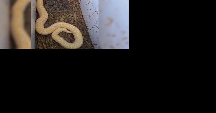 Game wardens seize python kept in freezer: homeowner in custody - Vimarsana News