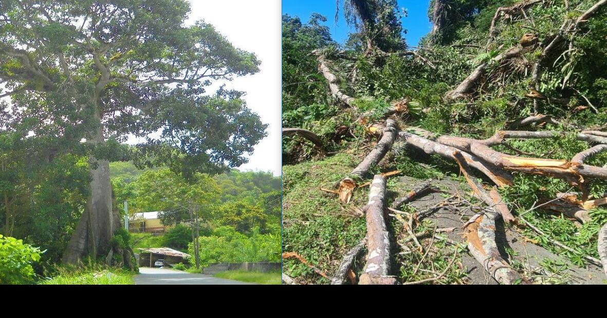 Tobago's famed silk cotton tree has fallen News Extra