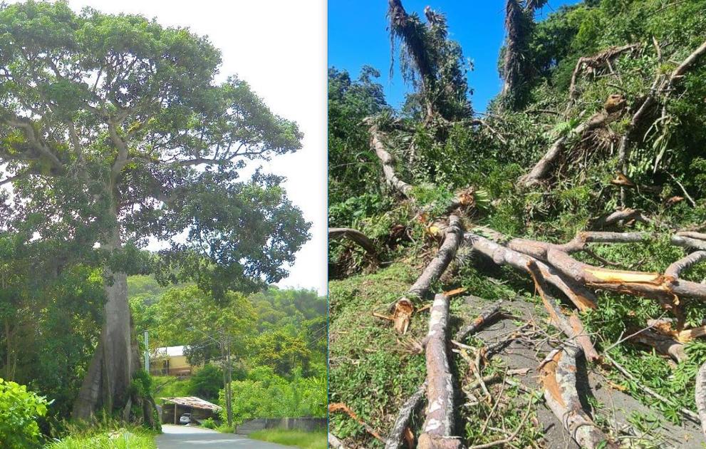 Tobago's famed silk cotton tree has fallen News Extra