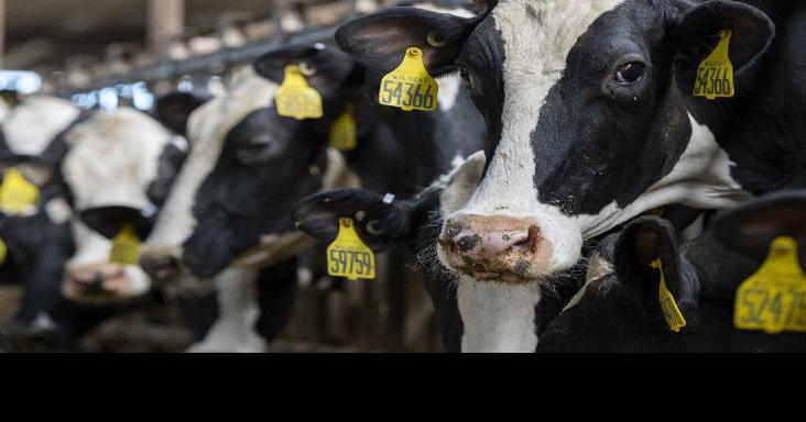 Livestock management and nutrition security alters | Local Business