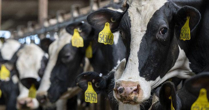 Livestock management and nutrition security alters | Local Business Livestock management and nutrition security alters | Local Business