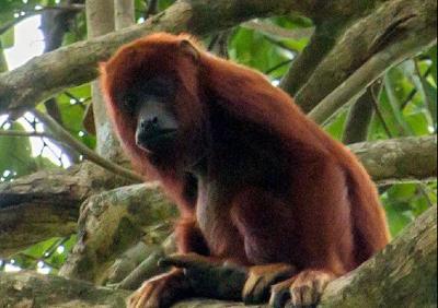 Health Ministry confirms Yellow Fever in Howler Monkey