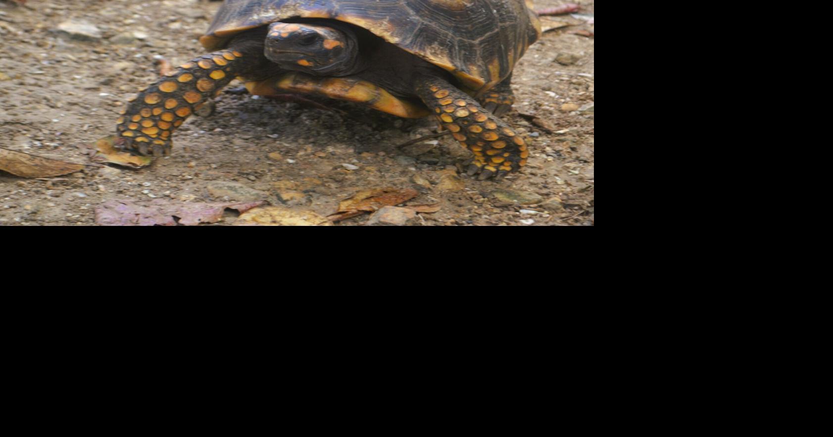 New life for forest tortoise | Features Local | trinidadexpress.com