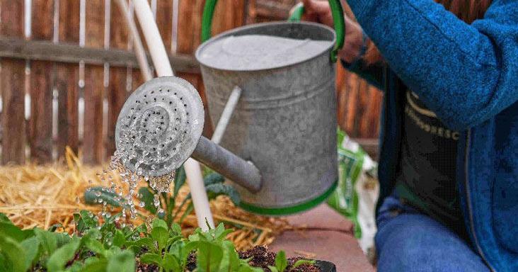 Weeding out bad gardening advice