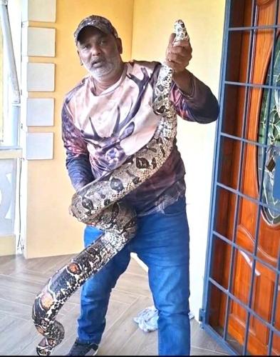 Giant macajuel found at woman’s home
