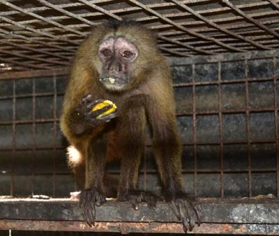Monkey