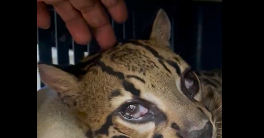 Love for wounded Ocelot named 'Papaoutai'