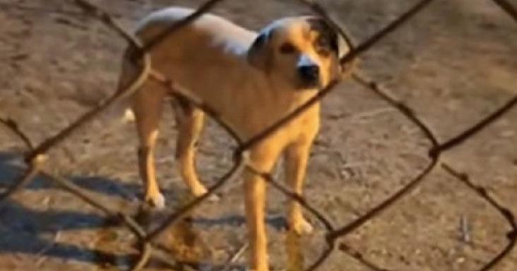 Puppies thrown over gate: Animal cruelty crisis deepens