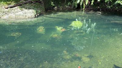 Ganesh organisers defend Valencia River immersion