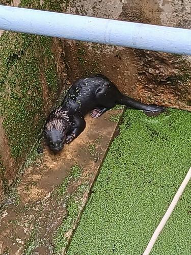 ‘Ollie’ the otter rescued from Barrackpore water well
