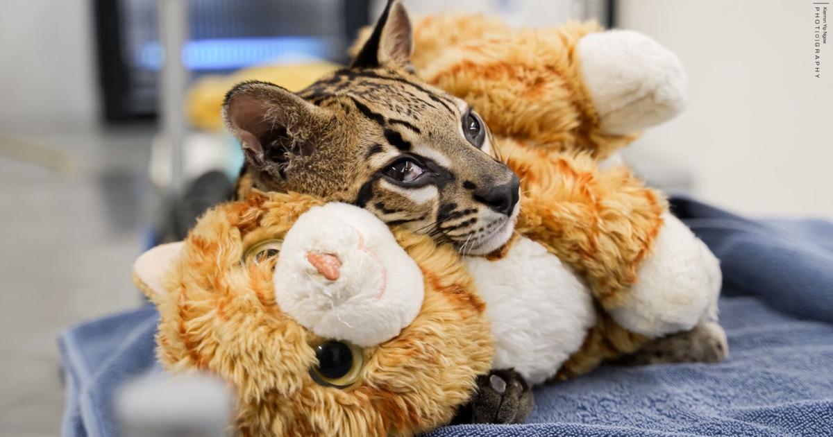 Papaoutai fighting back: Vet shares progress report