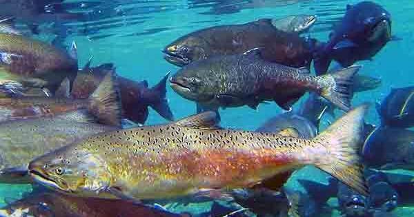 Trinity River salmon fishing to reopen after three years of closure Francisco Martínezcuello California Local News Fellow for The Trinity Journal May 13, 2026 May 13, 2026