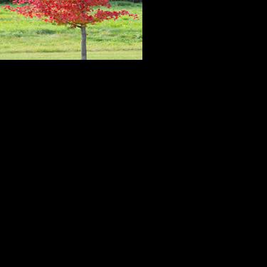 Downtown Weaverville tree type decided Poll reopens with vastly more popular option thanks to local nursery owner By Josh Cozine The Trinity Journal Aug 5, 2026 17 hrs ago