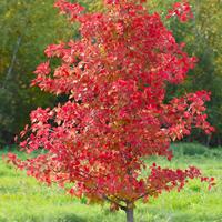 Downtown Weaverville tree type decided Poll reopens with vastly more popular option thanks to local nursery owner By Josh Cozine The Trinity Journal Aug 5, 2026 17 hrs ago
