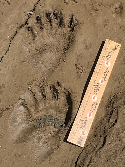 photo Black Bear Paw Print In Mud california black bears back in action