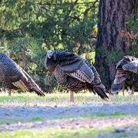 A rafter of turkeys in Junction City | Local News | trinityjournal.com