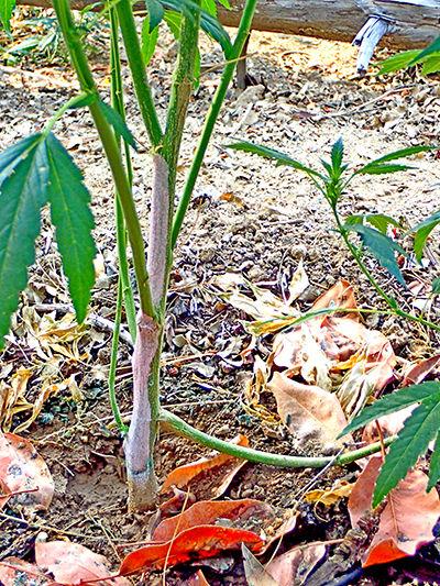 Safe Method Sought To Kill Tainted Pot Plants Local News
