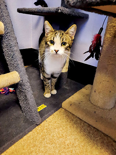 Looking for a home