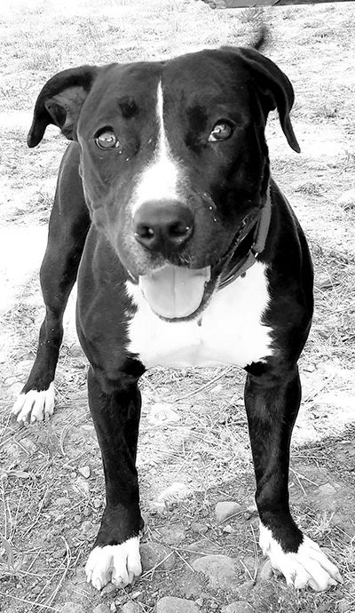 Looking for a Home