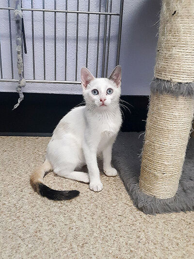 Looking for a home