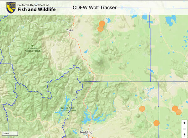 Wolves in our backyard | Environment | trinityjournal.com