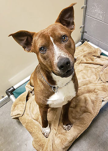 Looking for a Home