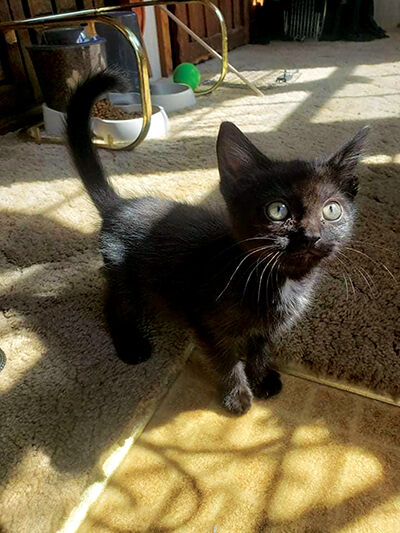 looking for a home