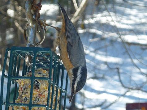 Nuthatches Help To Maintain Forest Health Columnists