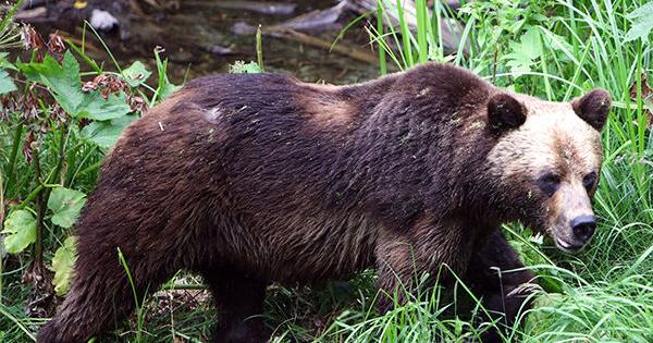 The return of the Golden Bear? California moves forward – but not everyone is ready By Francisco Martínezcuello The Trinity Journal California Local News Fellow Apr 22, 2026 16 hrs ago