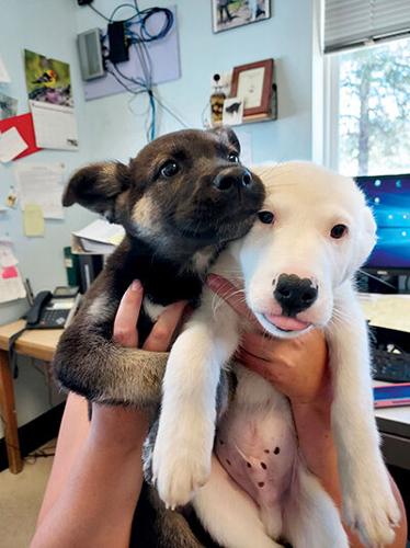 Looking for a home