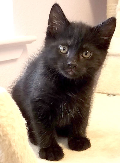 Looking for a home