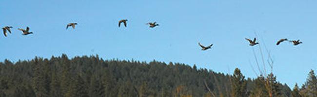 Great Backyard Bird Count Community Trinityjournal Com