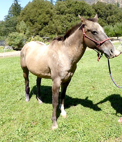 Looking for a Home