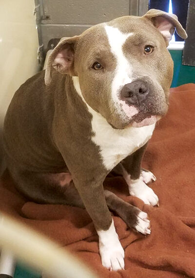looking for a home