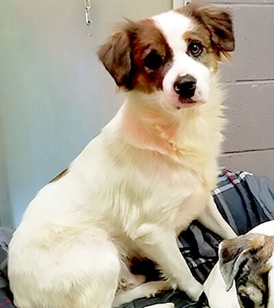 Aussie jack hot sale russell