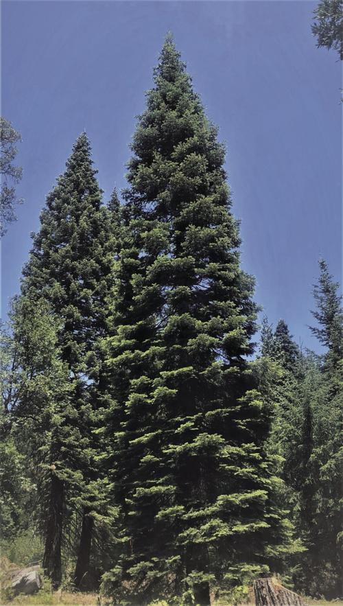 2021 U S Capitol Christmas Tree To Be Harvest Oct 24 News Triplicate Com