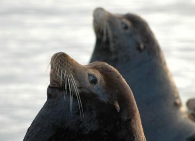 are seals really like dogs