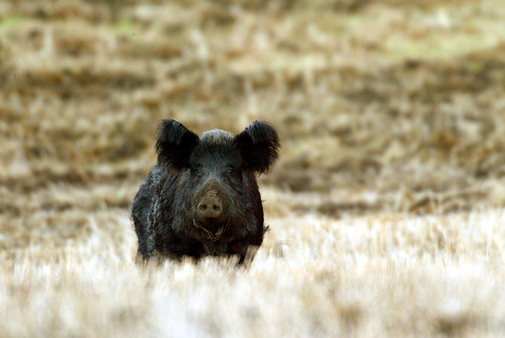 are dogs allowed at the grizzly island wildlife area