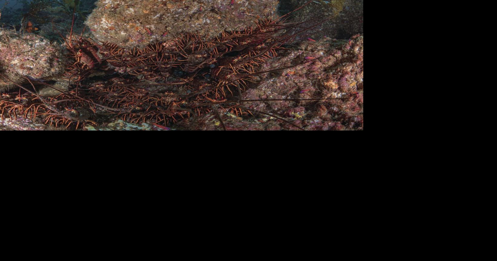 California lobster season opening Saturday News