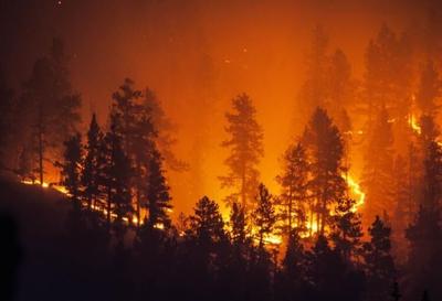 Wildfire
