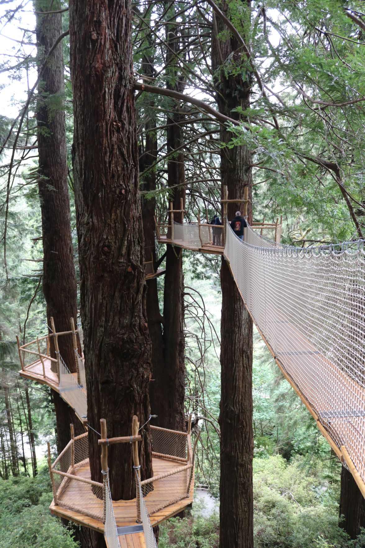Redwood Canopy Trail now open at Trees of Mystery News