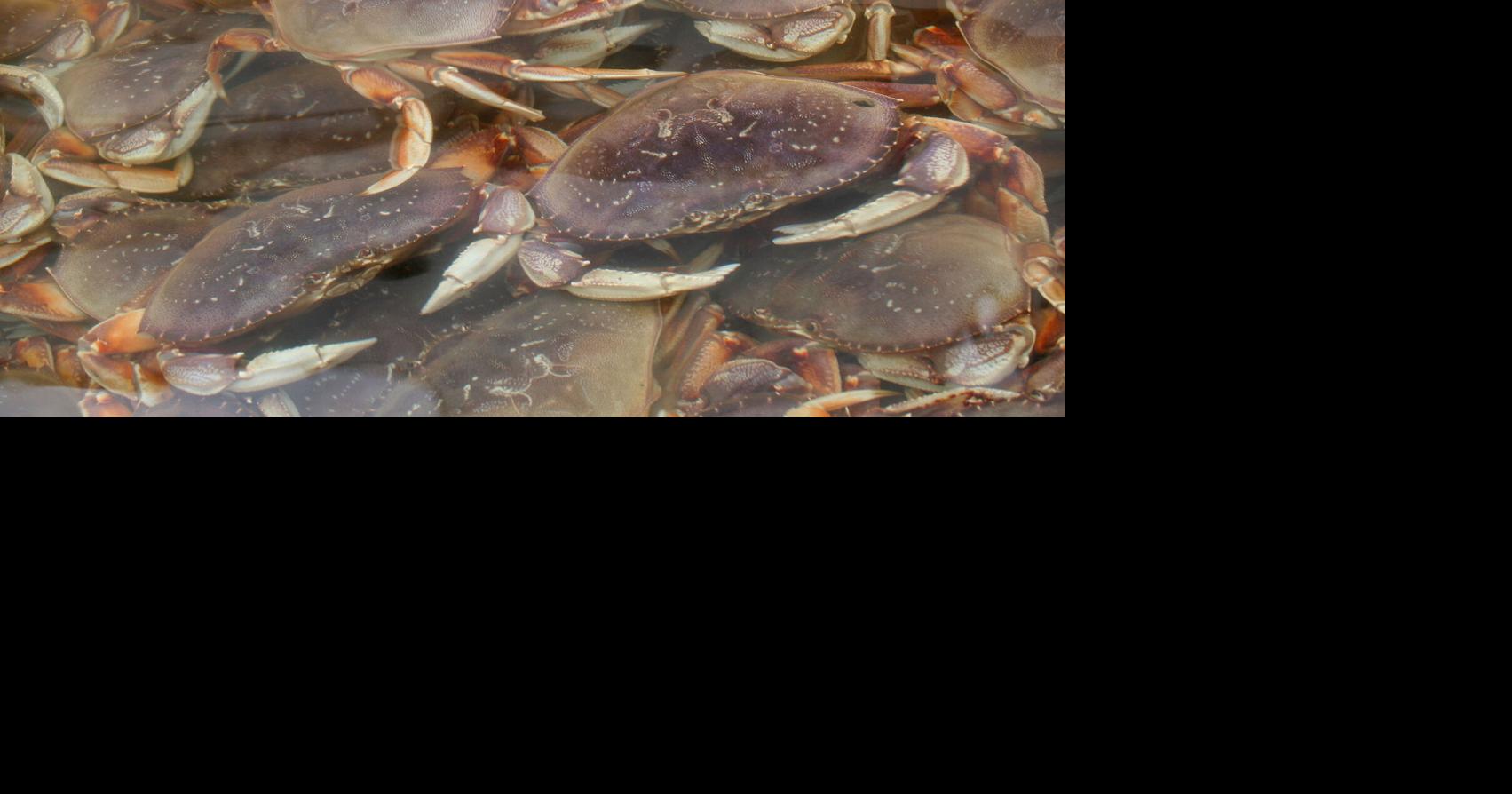 Recreational crabbing closed along the south Oregon Coast, News