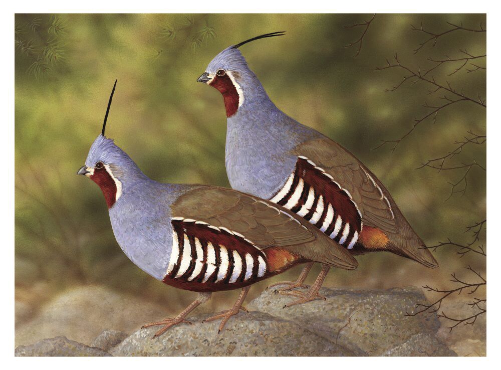 CDFW seeks artists to enter Upland Game Bird Stamp Art Contest