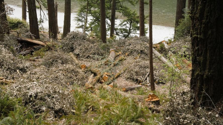 Sudden Oak Death is a growing concern News