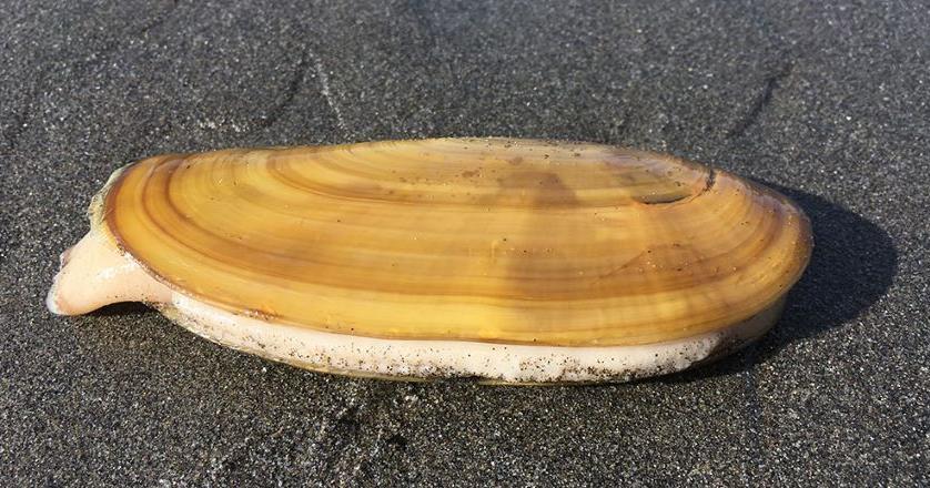 Razor Clam Fishery closes in Humboldt County due to public health hazard | News | triplicate.com razor-clam-fishery-closes-in-humboldt-county-due-to-public-health-hazard-news-triplicate-com
