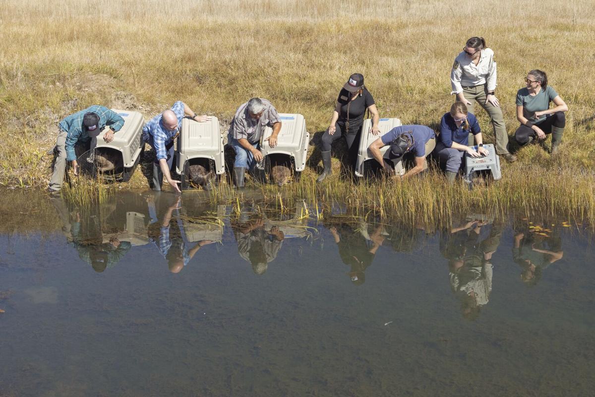CDFW releases beavers into the wild for first time in nearly 75 