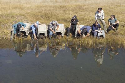 CDFW releases beavers into the wild for first time in nearly 75